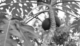 papaya tree bw