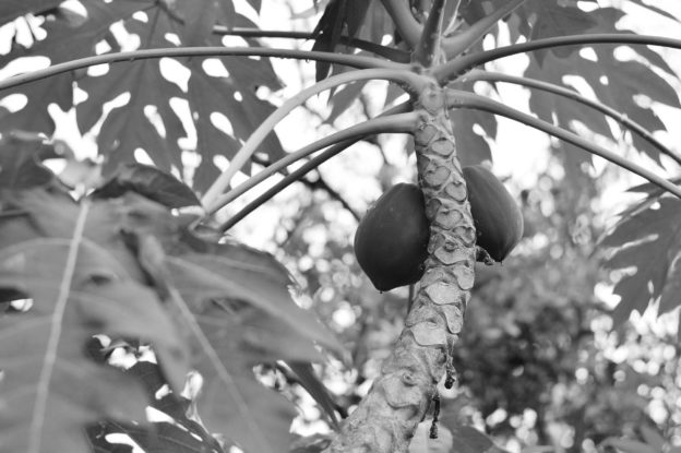 papaya tree bw